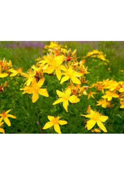 20 Adet Tohum Eko Paket Sarı Kantaron Tohumu Kantaron Tohumu Saksı Toprak Hediymiz fiyatları