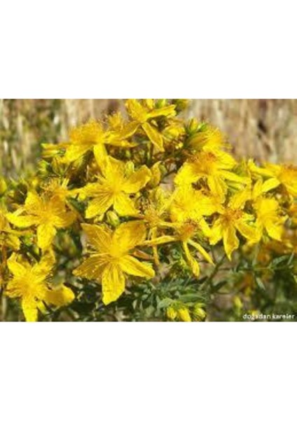 20 Adet Tohum Eko Paket Sarı Kantaron Tohumu Kantaron Tohumu Saksı Toprak Hediymiz modelleri