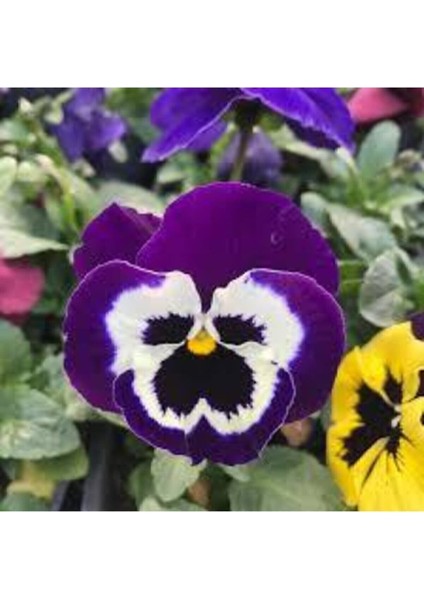 10 Adet Tohum Hercai Çiçek Tohumu Hercai Çiçeği Hediye Saksı Toprak Sürpriz Hediye