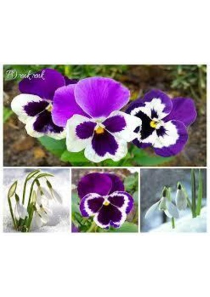 10 Adet Tohum Hercai Çiçek Tohumu Hercai Çiçeği Hediye Saksı Toprak Sürpriz Hediye fiyatları