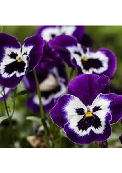 10 Adet Tohum Hercai Çiçek Tohumu Hercai Çiçeği Hediye Saksı Toprak Sürpriz Hediye modelleri