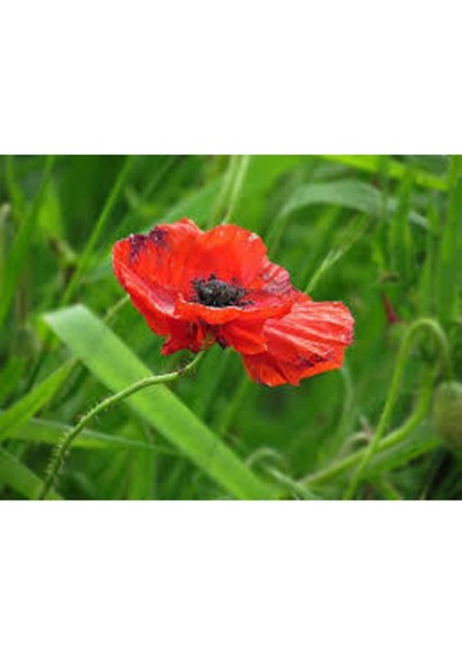 10 Adet Tohum Kırmızı Gelincik Çiçeği Tohumu Sürpriz Saksı Toprak Hediye Bonsai Ağacı Tohumuludur