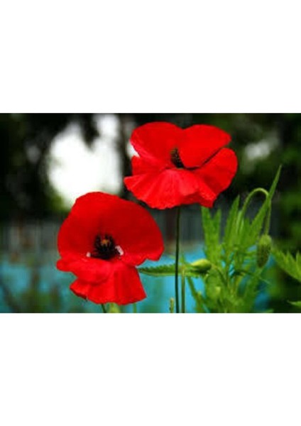 10 Adet Tohum Kırmızı Gelincik Çiçeği Tohumu Sürpriz Saksı Toprak Hediye Bonsai Ağacı Tohumuludur modelleri