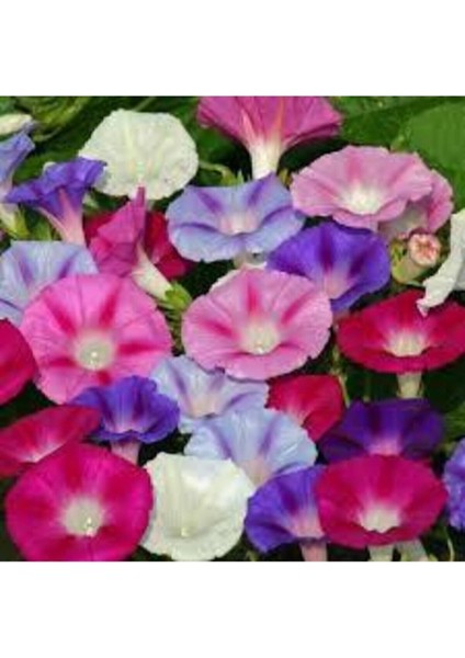 10 Adet Tohum İthal Sarmaşık Sabah Sefası Çiçeği Tohumu Tohum Saksı Toprak Sürpriz Hediyeli