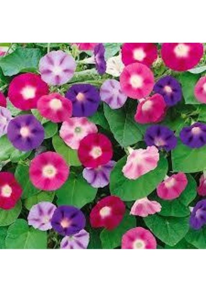 10 Adet Tohum İthal Sarmaşık Sabah Sefası Çiçeği Tohumu Tohum Saksı Toprak Sürpriz Hediyeli fiyatları