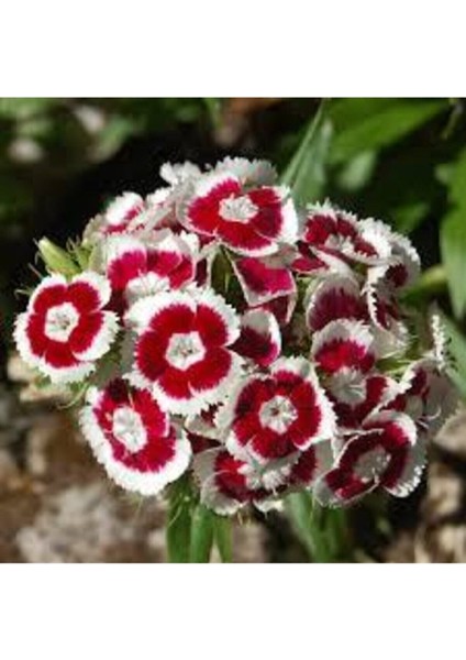 10 Adet Tohum Karışık Hüsnü Yusuf Çiçek Tohumu Hüsnü Fusuf Saksı Toprak Süpriz Çiçek Tohumludur