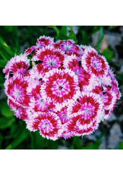 10 Adet Tohum Karışık Hüsnü Yusuf Çiçek Tohumu Hüsnü Fusuf Saksı Toprak Süpriz Çiçek Tohumludur fiyatları