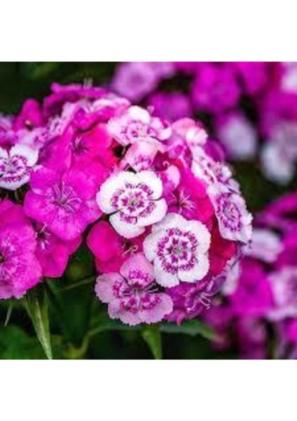 10 Adet Tohum Karışık Hüsnü Yusuf Çiçek Tohumu Hüsnü Fusuf Saksı Toprak Süpriz Çiçek Tohumludur modelleri