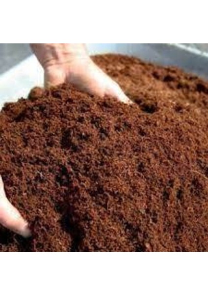 Bonsai Ağacı Tohumu Özel Karışım 5 Litre fiyatları