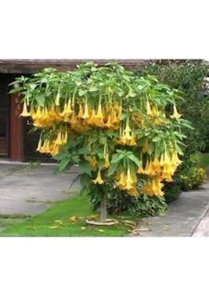 5 Adet Tohum Angel Trumpet Çiçeği Meleklerin Borozanı Çiçek Tohumu Süpriz Hediye Bonsai Ağacı Tohum