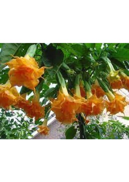 5 Adet Tohum Angel Trumpet Çiçeği Meleklerin Borozanı Çiçek Tohumu Süpriz Hediye Bonsai Ağacı Tohum fiyatları