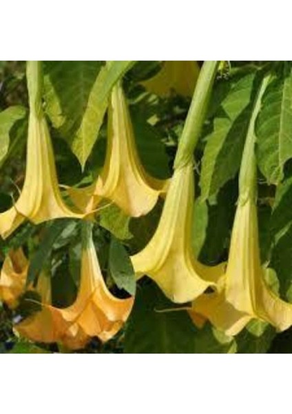 5 Adet Tohum Angel Trumpet Çiçeği Meleklerin Borozanı Çiçek Tohumu Süpriz Hediye Bonsai Ağacı Tohum modelleri