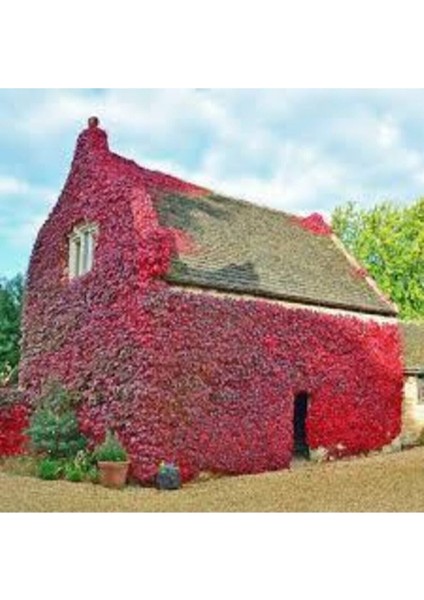 Çok Nadir Bulunan Kırmızı Amerikan Sarmaşık Tohumu 20 Adet Tohum