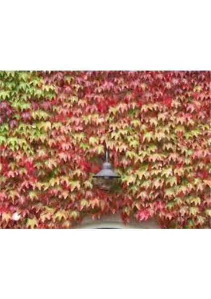 Çok Nadir Bulunan Kırmızı Amerikan Sarmaşık Tohumu 20 Adet Tohum modelleri