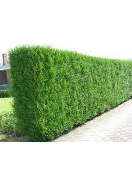 20 Adet Tohum Çit Mazı Tohumu Çit Mazısı Tohumu Tohum Yeşil Çit Mzı Tohumu Sürpriz Hediye Tohumludur