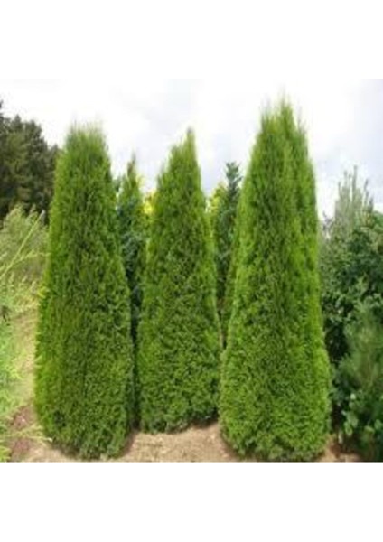 20 Adet Tohum Çit Mazı Tohumu Çit Mazısı Tohumu Tohum Yeşil Çit Mzı Tohumu Sürpriz Hediye Tohumludur fiyatları