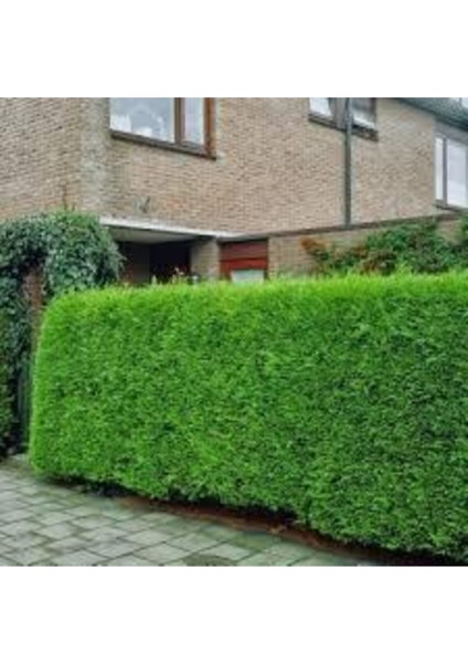 20 Adet Tohum Çit Mazı Tohumu Çit Mazısı Tohumu Tohum Yeşil Çit Mzı Tohumu Sürpriz Hediye Tohumludur modelleri