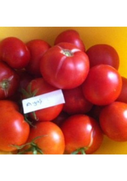 Ayaş Domates Tohumu Yerli (10 Adet)