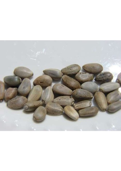 Enginar Tohumu- Yerli Sakız Cinsi- (10 Adet)