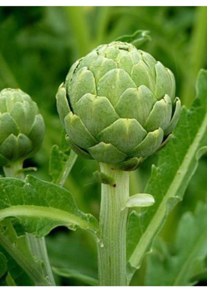 Enginar Tohumu- Yerli Sakız Cinsi- (10 Adet) fiyatları