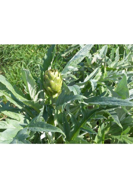 Enginar Tohumu- Yerli Sakız Cinsi- (10 Adet) modelleri