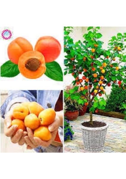 3 Adet Tohum Şekerpare Kayısı Bodur Bonsai Ağaç Tohumu Sürpriz Hediye Tohum