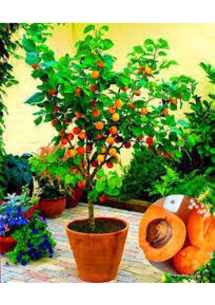 3 Adet Tohum Şekerpare Kayısı Bodur Bonsai Ağaç Tohumu Sürpriz Hediye Tohum fiyatları