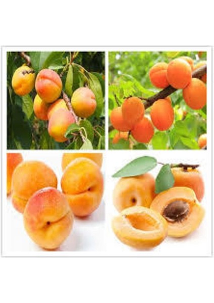 3 Adet Tohum Şekerpare Kayısı Bodur Bonsai Ağaç Tohumu Sürpriz Hediye Tohum modelleri