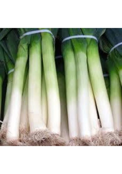 50 Adet Tohum Yeşil Prasa Pırasa Tohumu Sürpriz Hediye Tohumla Gönderilir