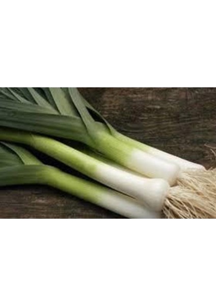 50 Adet Tohum Yeşil Prasa Pırasa Tohumu Sürpriz Hediye Tohumla Gönderilir fiyatları