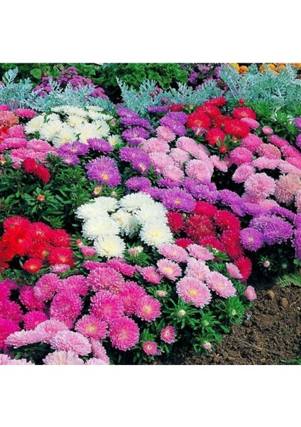 15 Adet Aster Çiçeği Tohumu Çiçek Tohumu + Saksı Toprak fiyatları