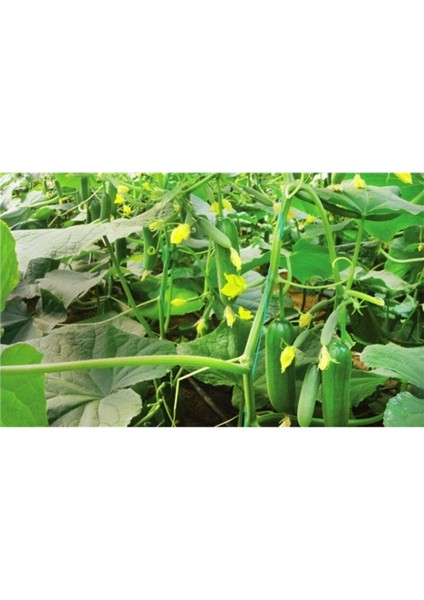 Çengelköy Salatalık Tohumu Çengelköy Hıyar Tohumu 15 Adet Tohum fiyatları
