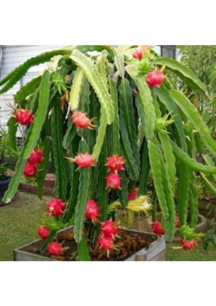 60 Adet Pitaya Tohumu Beyaz Pitaya Ağacı Tohum Ejder Meyvesi Tohumu modelleri