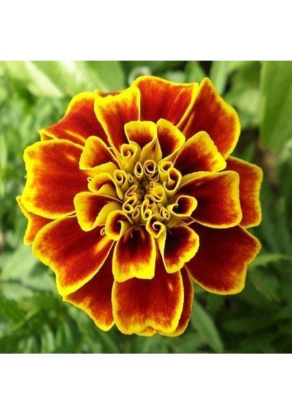 100 Adet Tohum Organik Bahçe Kadife Çiçeği Tohumu Mis Kokulu Köy Çiçeği Tohumu Mezarlık Çiçeği Tohum