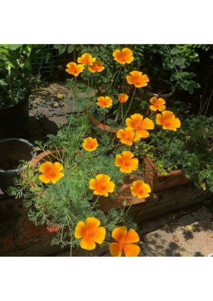 100 Adet Tohum Organik Acem Lalesi Kabir Mezar Çiçeği Sarı Acem Lalesi Tohumlar