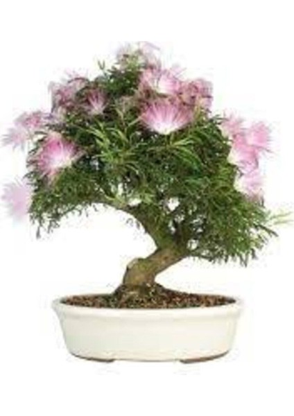 5 Adet Tohum Gülübirişim Bonsai Ağaç Tohumu Muhteşem Çiçeği ve Kokusu ile Özel Ağaç Sürpriz Hediye