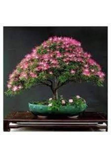 5 Adet Tohum Gülübirişim Bonsai Ağaç Tohumu Muhteşem Çiçeği ve Kokusu ile Özel Ağaç Sürpriz Hediye fiyatları