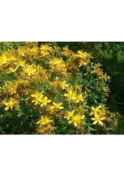 200 Adet Tohum Eko Paket Sarı Kantaron Tohumu Kantoron Tohumu Hediye Çiçek Tohumu