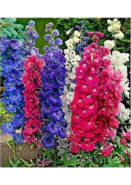 25 Adet Tohum Nadir Hazeran Hazaran Çiçeği Tohumu Organik Yeni Sezon Taze Saksı Toprak Hediyemiz