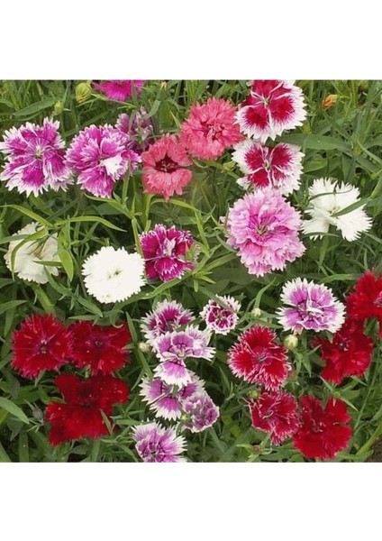 50 Adet Tohum Katmerli Çin Karanfili Mezarlık Çiçeği Saksı Toprak Hediyemiz