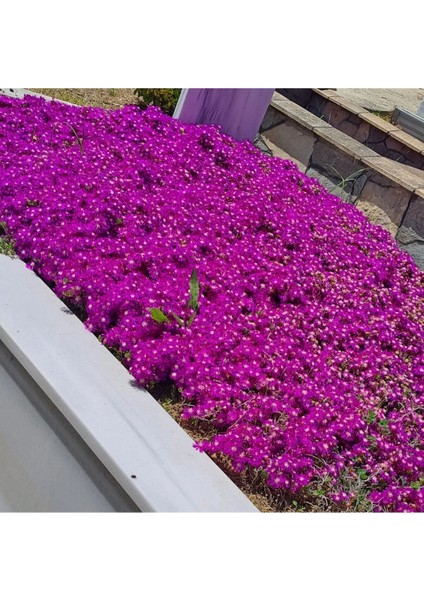 100 Adet Tohum Mor Asterix Astriks Astrix Mezarlık Kabristan Kabir Çiçeği Tohumu Hediye Tohumludur