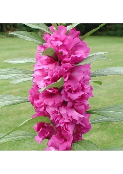 25 Adet Tohum Nadir Kına Çiçeği Tohumu Mezar Kabir Çiçeği Tohumu Hediye Tohumlu