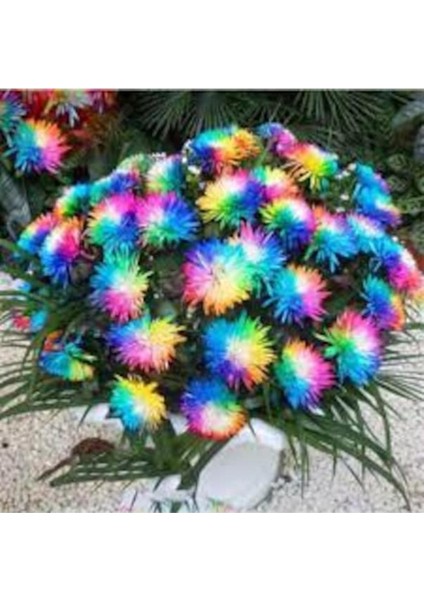 10 Adet Tohum Ithal Himalaya Gökkuşağı Çiçeği Mezarlık Çiçeği Tohumu