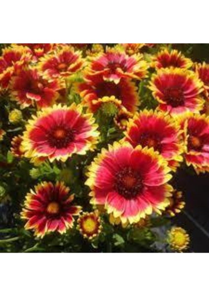 15 Adet Tohum Ayyıldız Çiçeği Tohumu Çiçek Tohum Saksı Toprak Sürpriz Hediye Bonsai Ağacı Tohumludur fiyatları