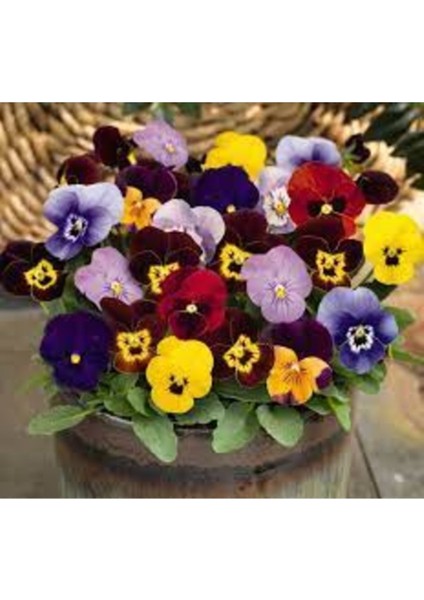 50 Adet Tohum Hercai Menekşe Karışık Çiçek Tohumlar Mezar Çiçeği Tohumu