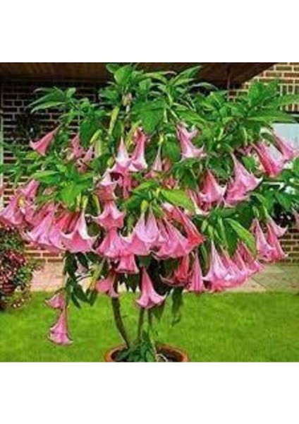 10 Adet Tohum Pembe Angel Trumpet Çiçeği Meleklerin Borazanı Çiçeği Tohumu