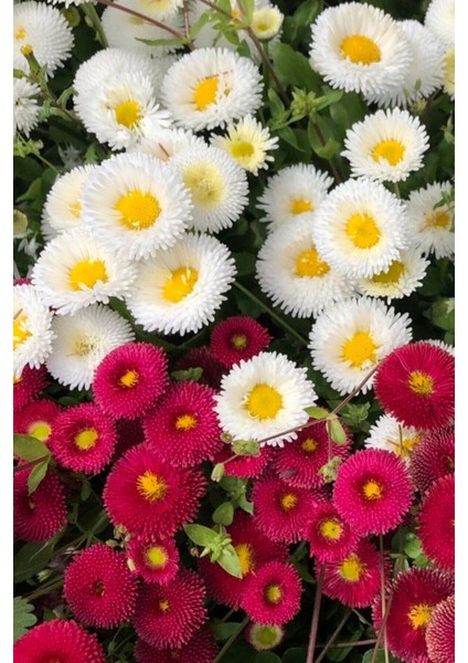 25 Adet Tohum Taze Karışık Kontur Kır Çiçeği Tohumu Yeni Mahsul Mahsül Çiçek Tohumları Hediye Tohuml