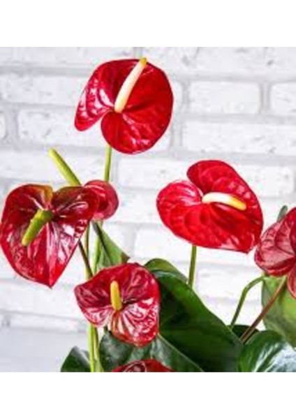 25 Adet Tohum Nadir Anatoryum Çiçeği Tohumu Mezarlık Kabir Çiçeği Tohum