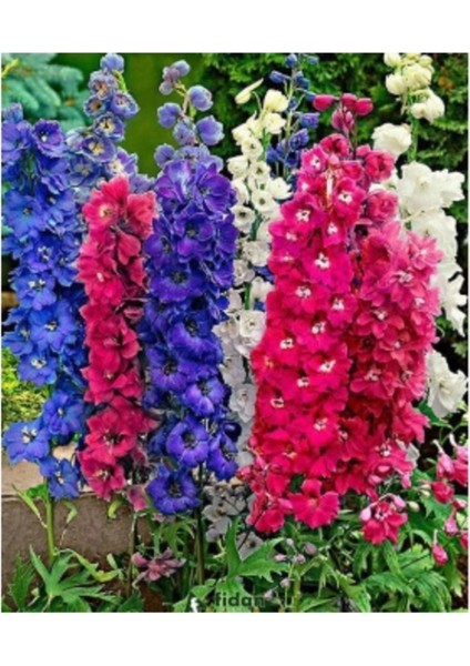 20 Adet Tohum Nadir Karışık Hazeran Çiçeği Tohumu Mezarlık Kabir Çiçekleri