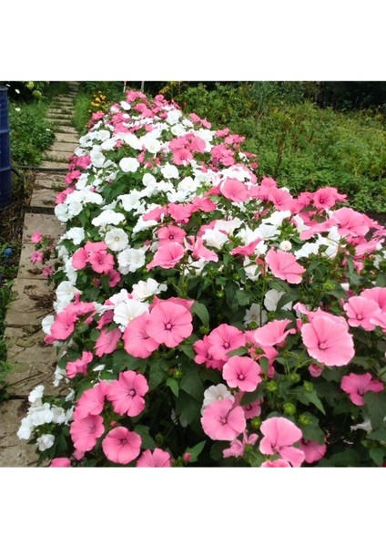 5 Adet Tohum İthal Pembe Pamuk Çiçeği Tohumu Mezar Kabir Çiçeği Çiçek Tohumu Saksı Toprak Hediye